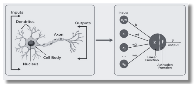  Biological neurons to Artificial neurons